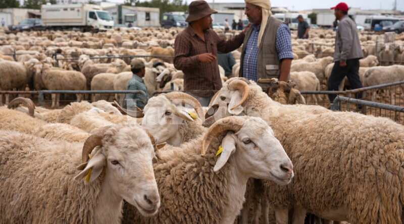Midani Dhaoui analyse les moutons de l’Aïd : chiffres, prix et disponibilité.
