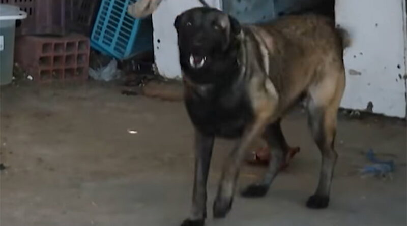 Monastir : le Président visite l'entrepôt municipal, chien maltraité confié à une association.