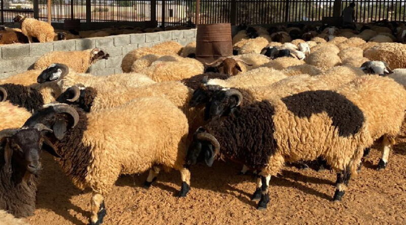 Mouton et viandes rouges : Pas assez de mesures durables.