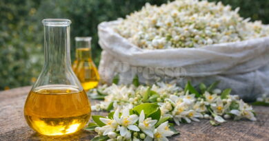 Nabeul : 1,4 tonne d'huile de néroli exportée aux géants du parfum