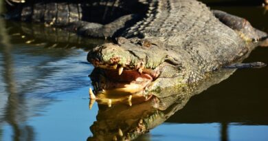 Nord : Un pêcheur ne sort pas un crocodile vivant d’un canal à Roubaix