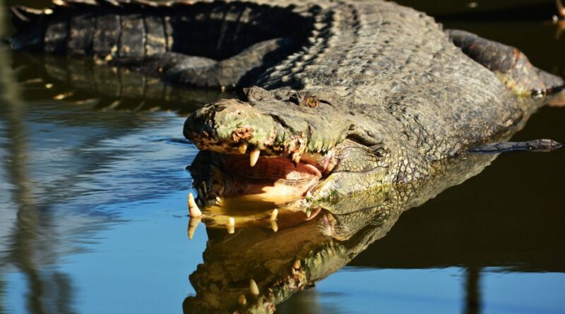 Nord : Un pêcheur ne sort pas un crocodile vivant d’un canal à Roubaix