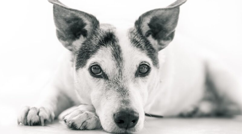 « Nous l’aimons comme un enfant » : une loi pour la garde des animaux en cas de séparation ?