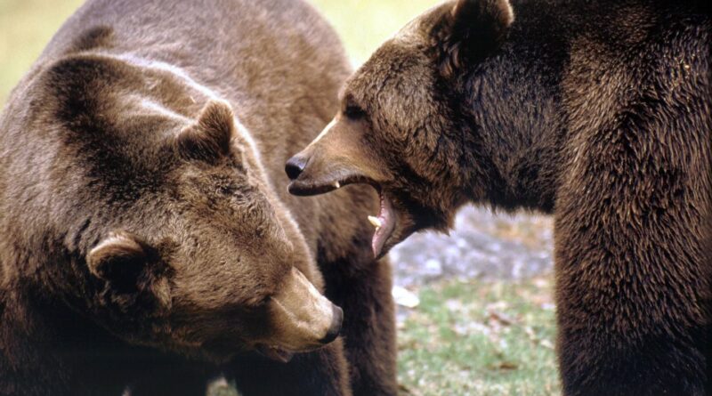Pologne : Un ours tue une femme de 58 ans en présence de son fils