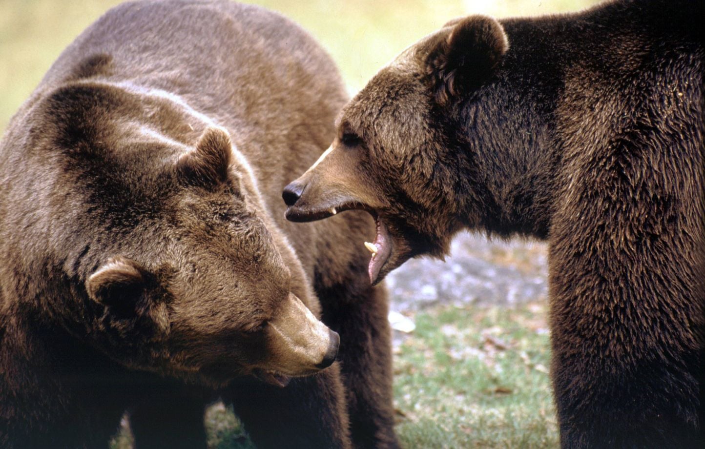 Pologne : Un ours tue une femme de 58 ans en présence de son fils