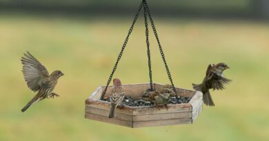 Printemps : les mangeoires pour oiseaux au jardin ne sont pas sans danger.