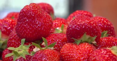 Retour des fraises : une saison anticipée par rapport au calendrier.