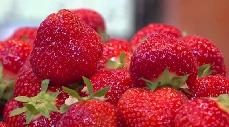 Retour des fraises : une saison anticipée par rapport au calendrier.