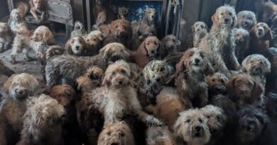 Royaume-Uni : 250 chiens retrouvés entassés dans une maison, non à l'IA