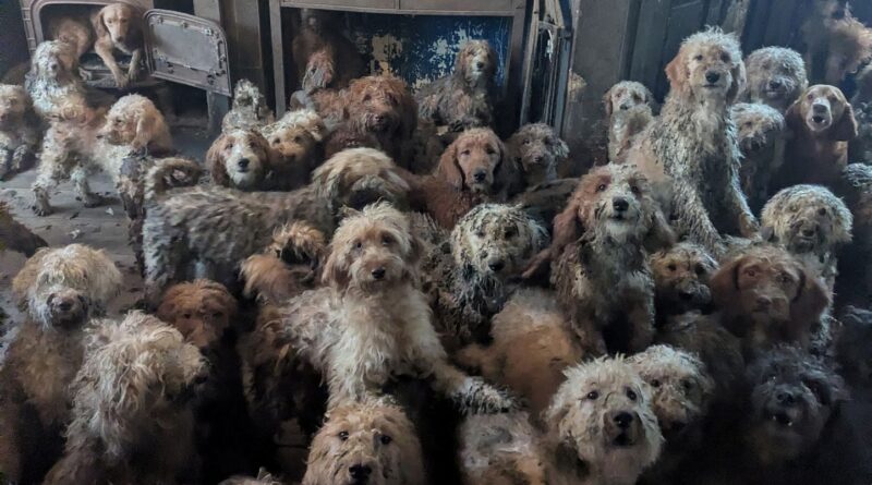 Royaume-Uni : 250 chiens retrouvés entassés dans une maison, non à l'IA