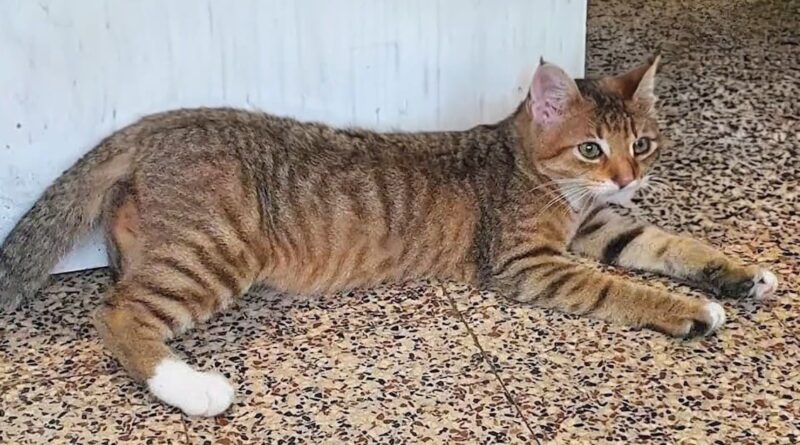 Saint-Nicolas : arrestation du kidnappeur et tueur de chats