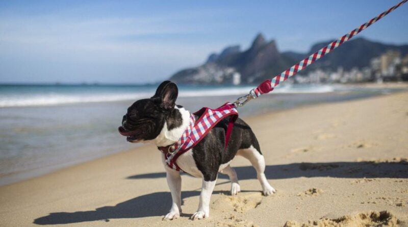 Souhaitez-vous une loi sur la garde des animaux en cas de rupture ?