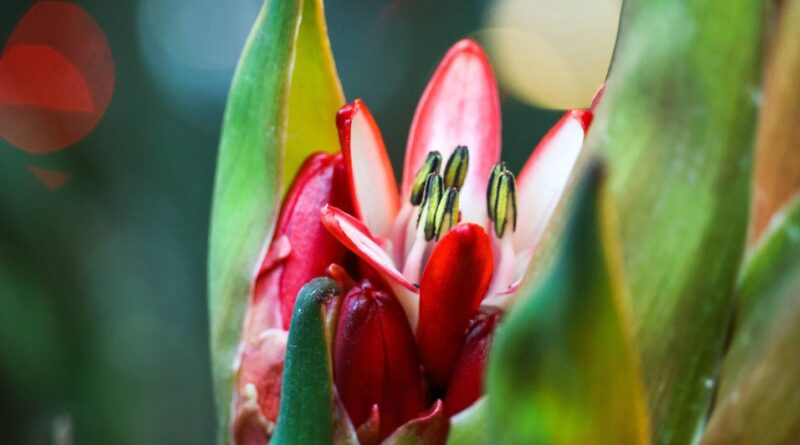 Suisse : Une plante fleurit 43 ans après sa plantation, puis meurt