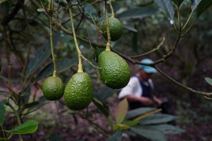 L'avocat est un fruit climactérique, c'est-à-dire qu'il mûrira uniquement après sa récolte. Ici des avocats hass dans la municipalité de Quindio, en Colombie.
