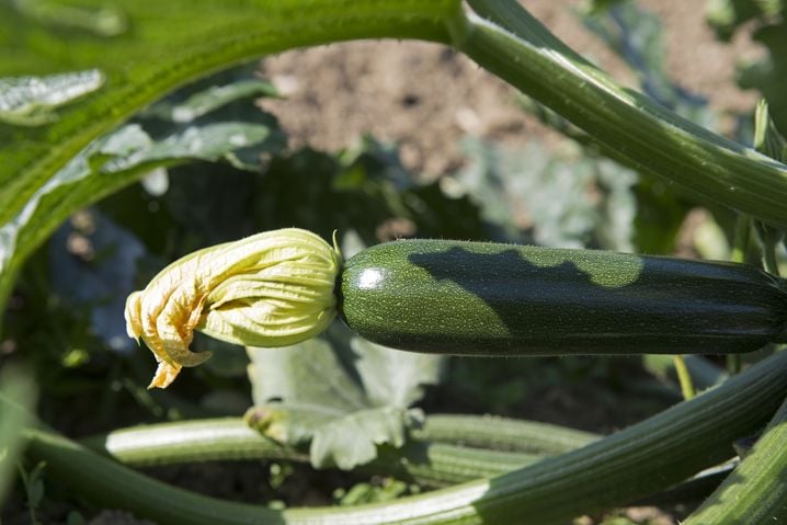 La courgette est, comme la tomate, considérée comme un fruit sur le plan botanique. Mais comme un légume en cuisine.
