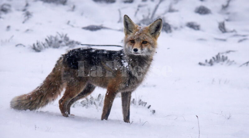 Tunisie : un renard filmé dans la neige à Makthar