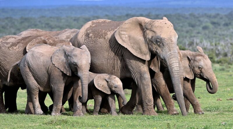 Un millionnaire de la chasse aux trophées meurt au Gabon.
