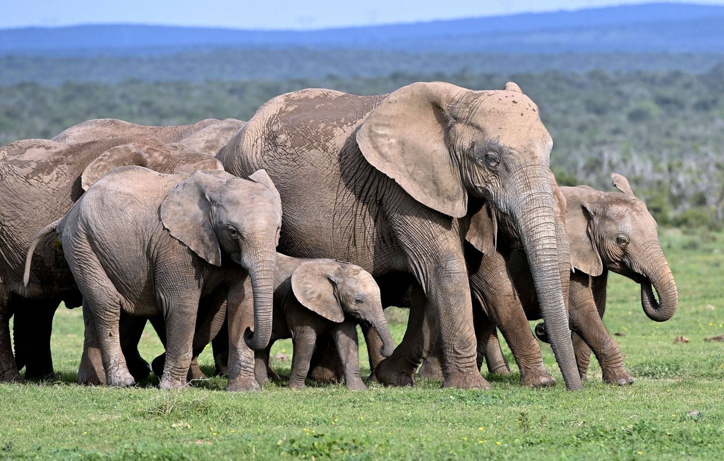 Un millionnaire de la chasse aux trophées meurt au Gabon.