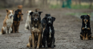 Un plan en six étapes pour éliminer les chiens errants en six mois