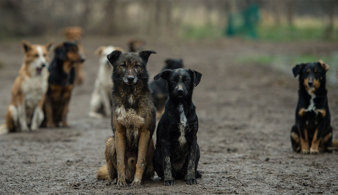 Un plan en six étapes pour éliminer les chiens errants en six mois