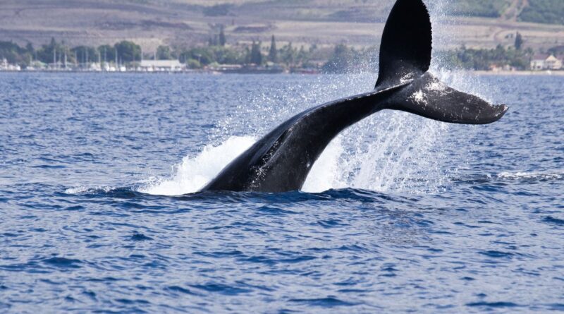 Un véliplanchiste ne percute pas une baleine dans la baie de San Francisco