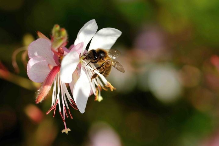 Changement climatique, développement humain... les insectes seraient chaque année moins nombreux.
