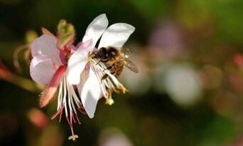 Vacances : Comptez les insectes sur votre plaque pour la science.
