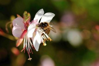 Vacances : Comptez les insectes sur votre plaque pour la science.
