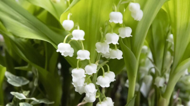 1er-Mai : Le muguet ne doit pas être donné aux animaux