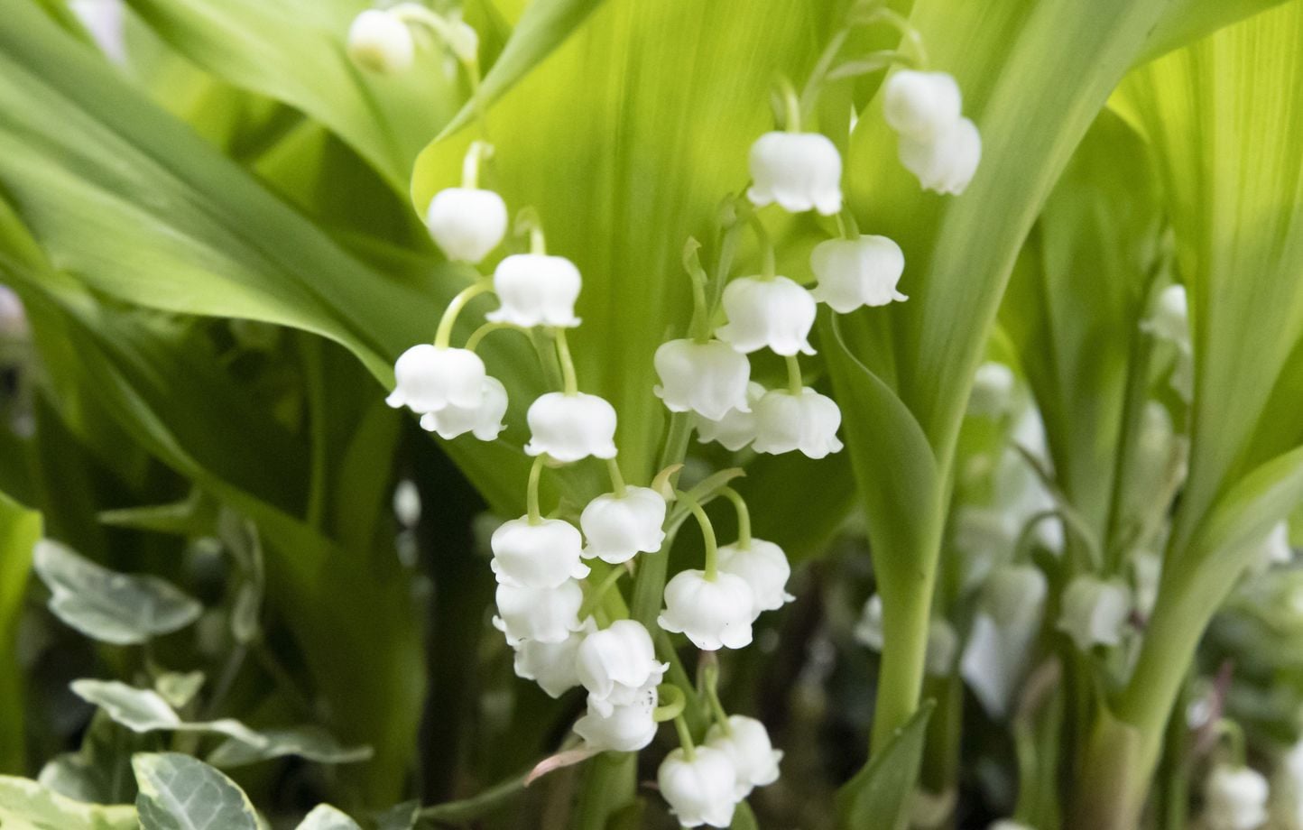 1er-Mai : Le muguet ne doit pas être donné aux animaux