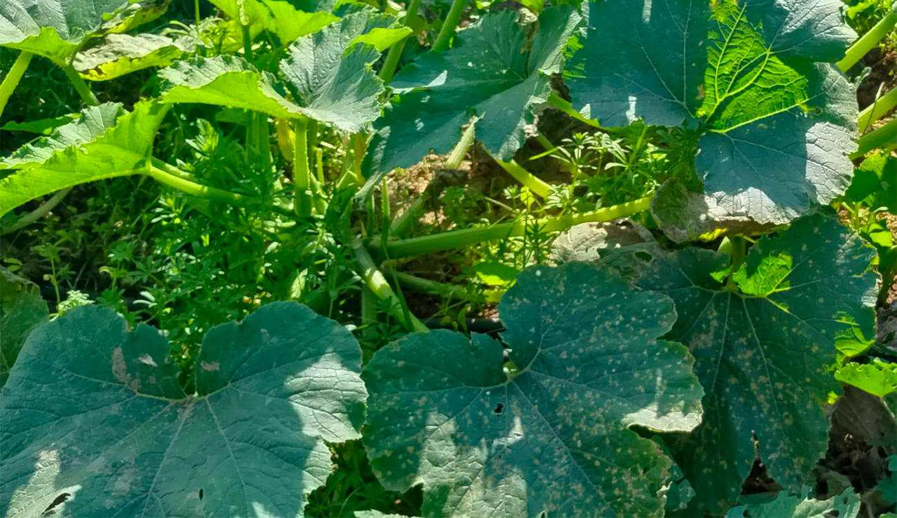 Alerte au mildiou : vigilance pour tomates, pommes de terre et potirons