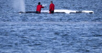 Allemagne : La baleine à bosse Timmy relâchée en Mer du Nord