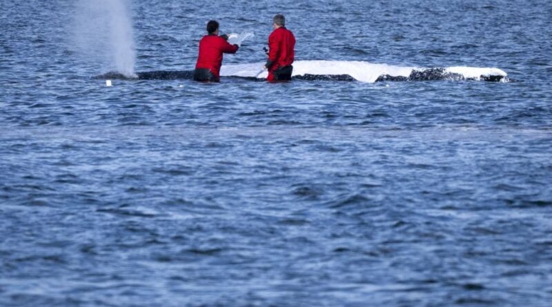 Allemagne : La baleine à bosse Timmy relâchée en Mer du Nord