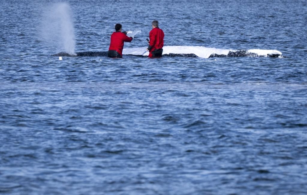Allemagne : La baleine à bosse Timmy relâchée en Mer du Nord