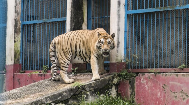Allemagne : La police tire sur un tigre évadé, habitants confinés