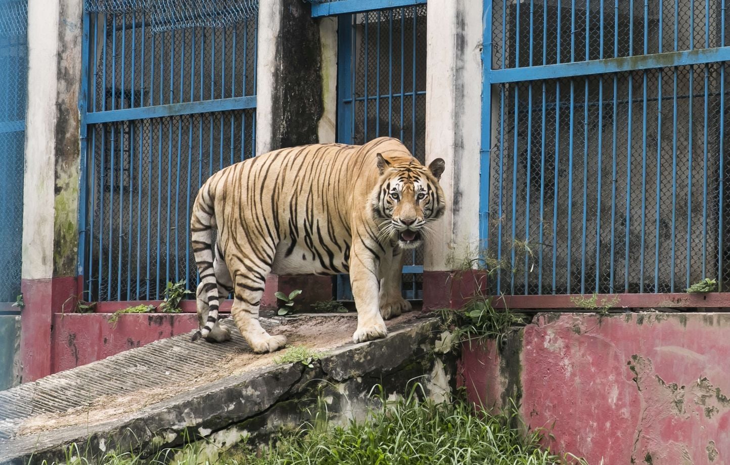 Allemagne : La police tire sur un tigre évadé, habitants confinés