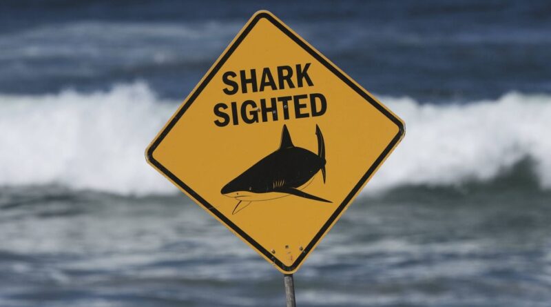 Australie : Un homme décède après une attaque de requin dans le Queensland