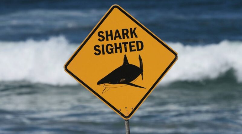 Australie : Un homme meurt après une attaque de grand requin blanc