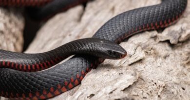 Australie : un serpent venimeux caché dans les murs de l’hôpital
