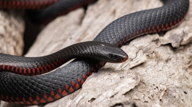 Australie : un serpent venimeux caché dans les murs de l’hôpital