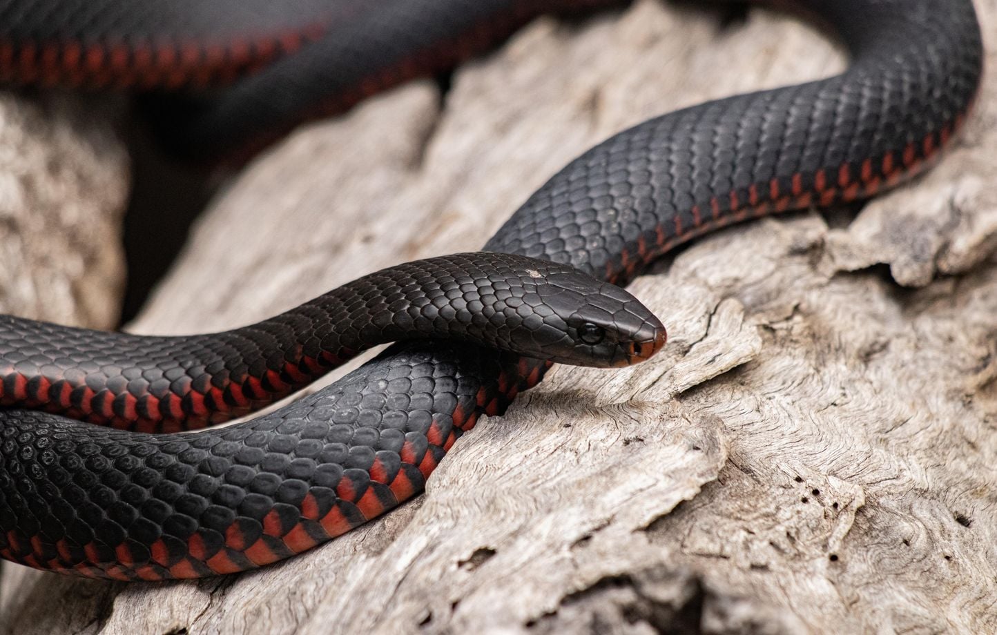 Australie : un serpent venimeux caché dans les murs de l’hôpital