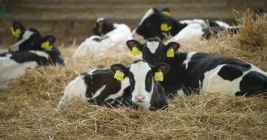 Autriche : Une femme de 67 ans tuée par des vaches Autriche : Une femme de 67 ans tuée par des vaches