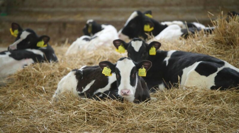 Autriche : Une femme de 67 ans tuée par des vaches