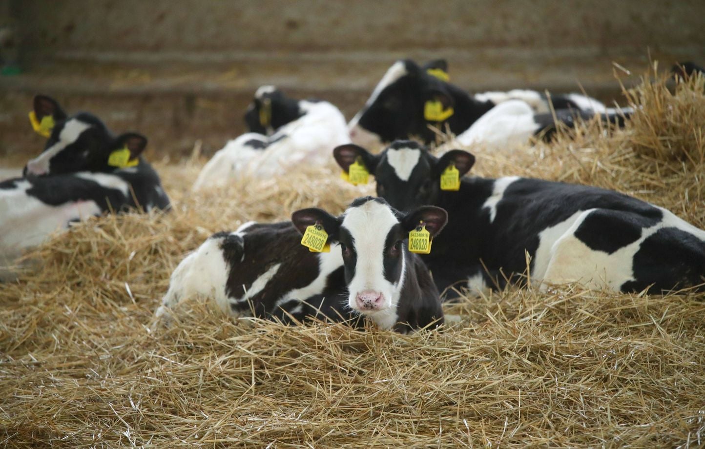 Autriche : Une femme de 67 ans tuée par des vaches