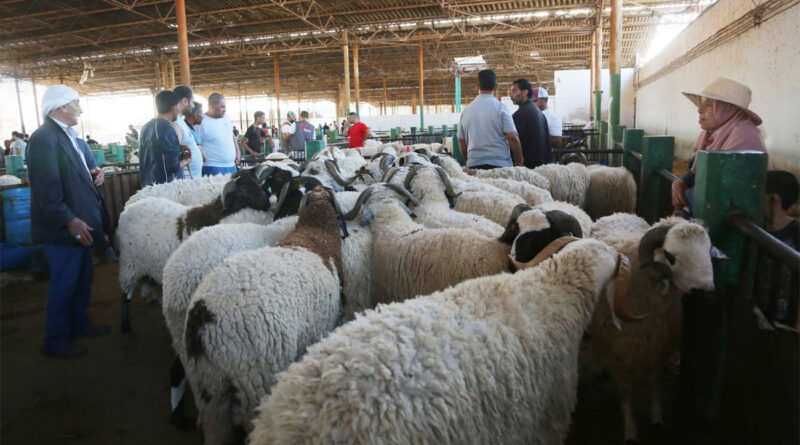 Béja : Moutons de l'Aïd à 900-2000 dinars, faible affluence!