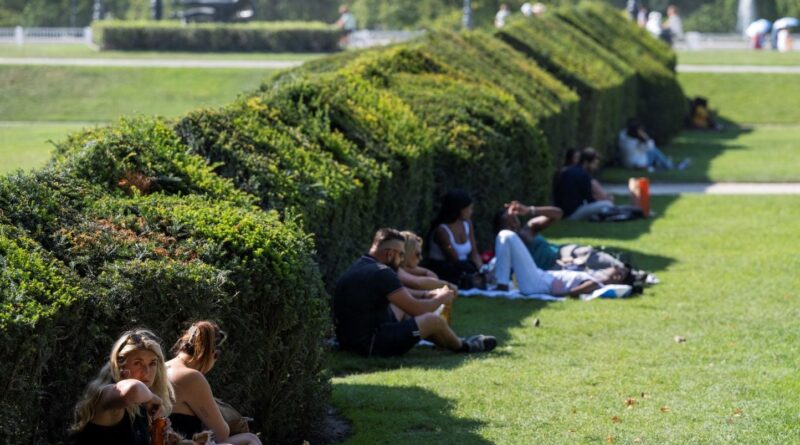 Canicule : arbres à planter pour ne pas subir la chaleur ?