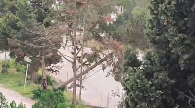 Carthage : Une association demande des précisions sur l'abattage d'arbres