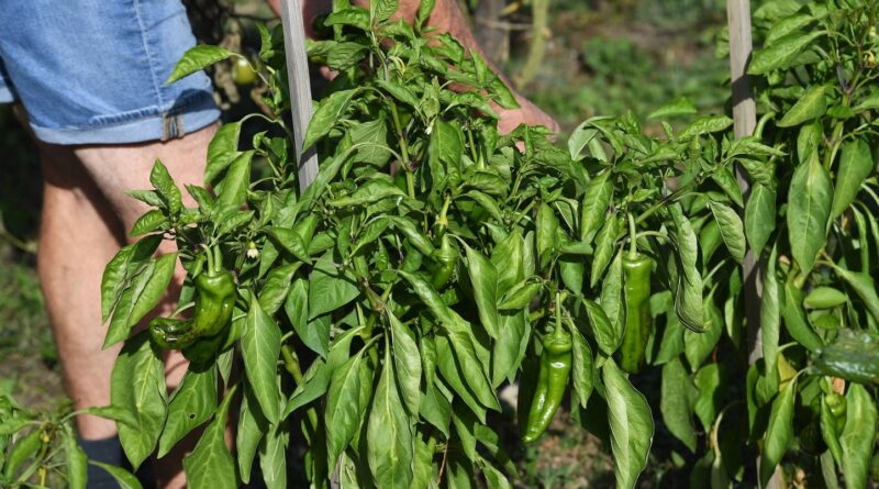 « Cette vague de chaleur précoce ne va-t-elle pas flinguer notre potager ? »
