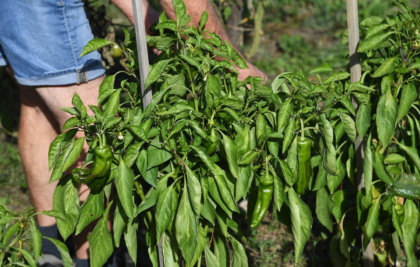 « Cette vague de chaleur précoce ne va-t-elle pas flinguer notre potager ? »