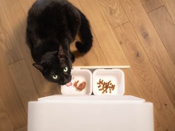 Concours Lépine : Le distributeur « Yomy » ne fait pas exception pour les matous.